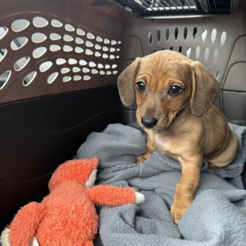 Evie – Tennessee Dachshund Rescue