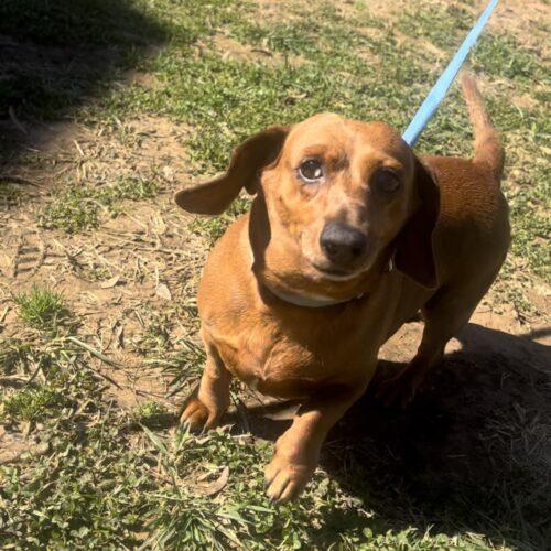 Coco & Louis – Tennessee Dachshund Rescue