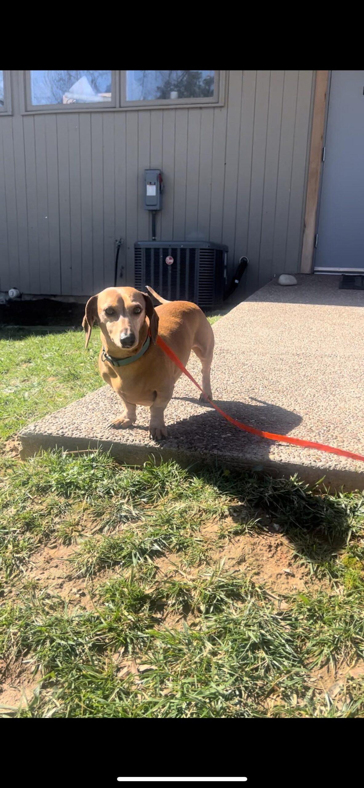 Coco & Louis – Tennessee Dachshund Rescue